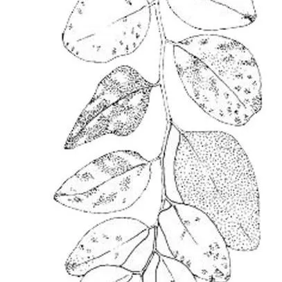 thumbnail for publication: Breynia disticha Snowbush